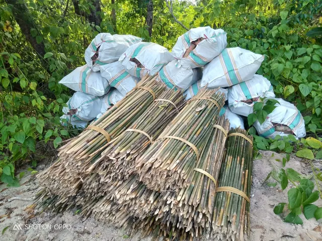Pembibitan mangrove