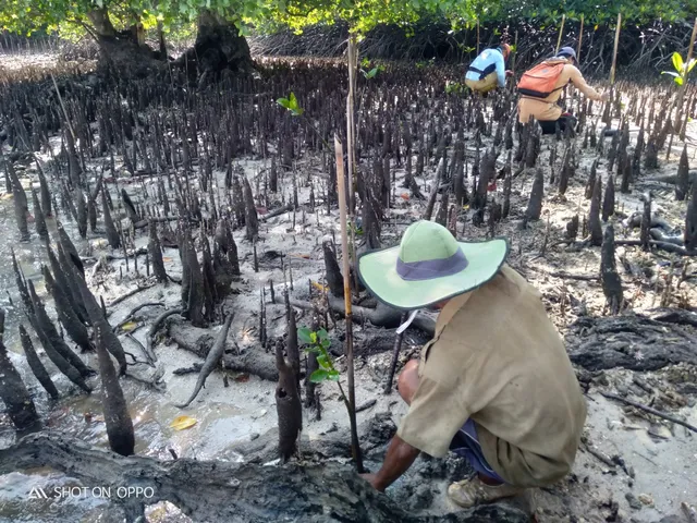 Rehabilitasi kawasan mangrove