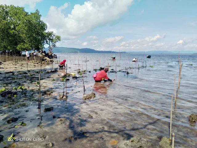 Pendampingan pesisir dan mangrove