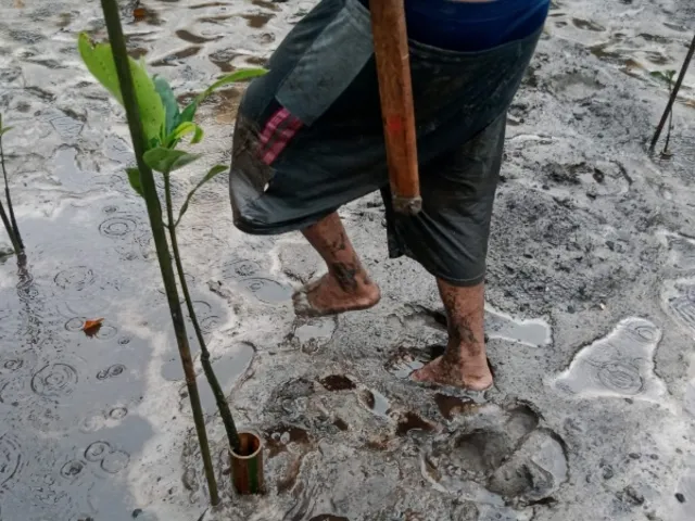Aksi penanaman di lahan basah