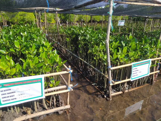 Persemaian bibit mangrove