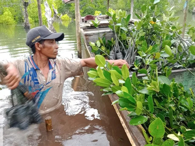 Gerakan penghijauan mangrove
