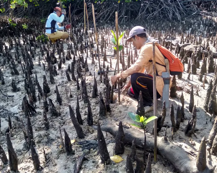 Aksi penanaman mangrove bersama masyarakat