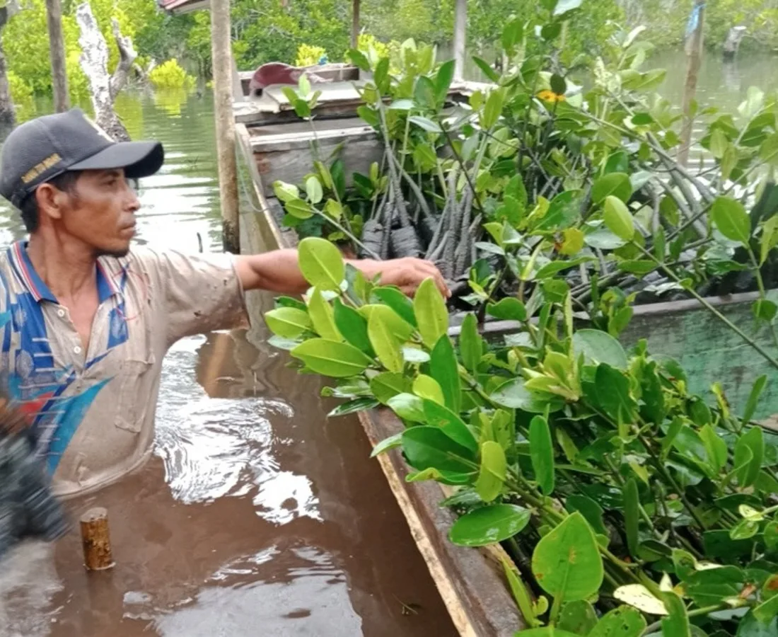 Konservasi mangrove CIFOURS di Sulawesi